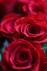 Bright red roses on gray and green background