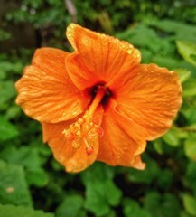 orange hibiscus flower
