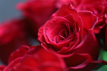 Bright red roses on gray and green background