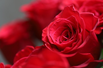 Bright red roses on gray and green background