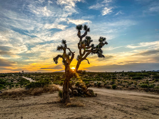 Joshua Tree National Park 