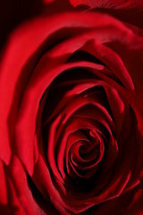 Macro photo of dark red roses