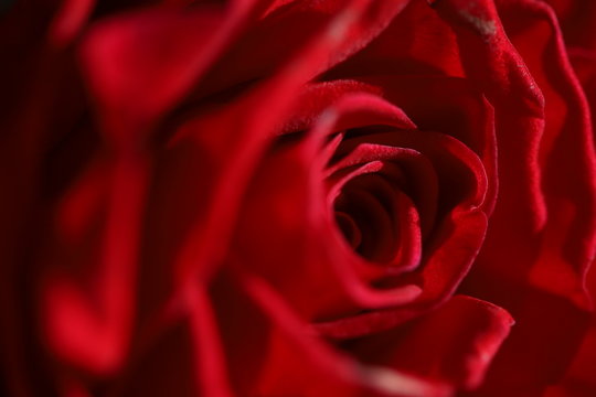 Macro photo of dark red roses