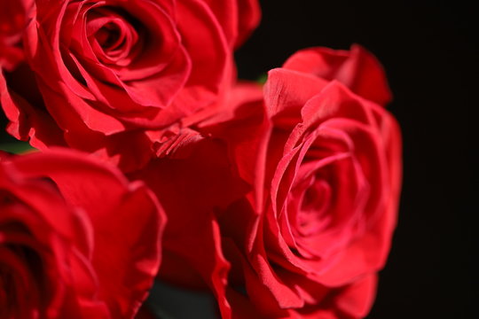 Bright red roses on a black background macro photo