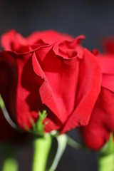 Bright red roses on gray background