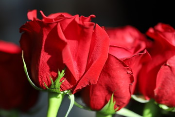 Bright red roses on gray background