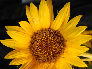 yellow sunflower on a dark background