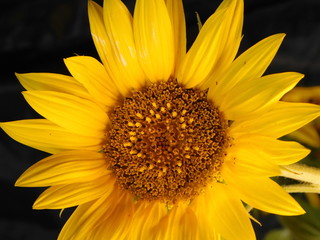 yellow sunflower on a dark background
