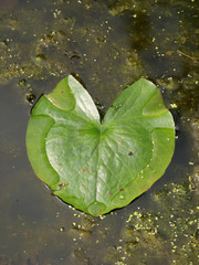 Vertical top view of a lily pad formed like a heart © Viktor Kiss/Wirestock
