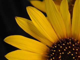 yellow sunflower on a dark background