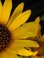 yellow sunflower on a dark background