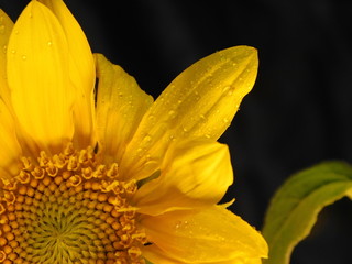 yellow sunflower on a dark background