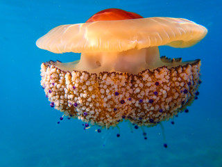 A Mauve stinger jellyfish (Pellagia noctiluca) floating in the current of the mediterranean sea.fried egg jellyfish