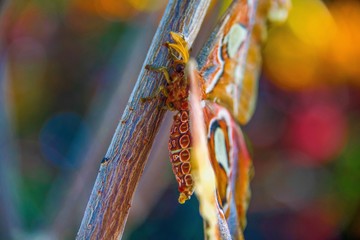 Close-up of an Atlas Moth