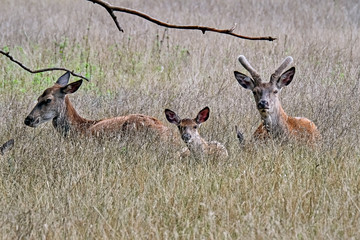 Rothirsche ( Cervus elaphus ) © Michael