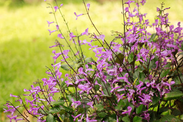 Purple flowers in the garden leave an empty space. Sensitive focus.
