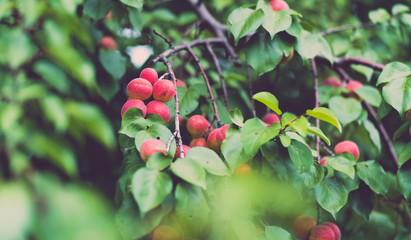 Close up of branches of apricot in garden. Apricots growing on tree in summertime. Concept of organic products and eco-friendly lifestyle.
