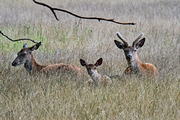 Rothirsche ( Cervus elaphus ) © Michael