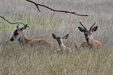 Rothirsche ( Cervus elaphus ) © Michael