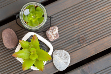 Young aloe flower in the white ceramic pot on the terrace floor