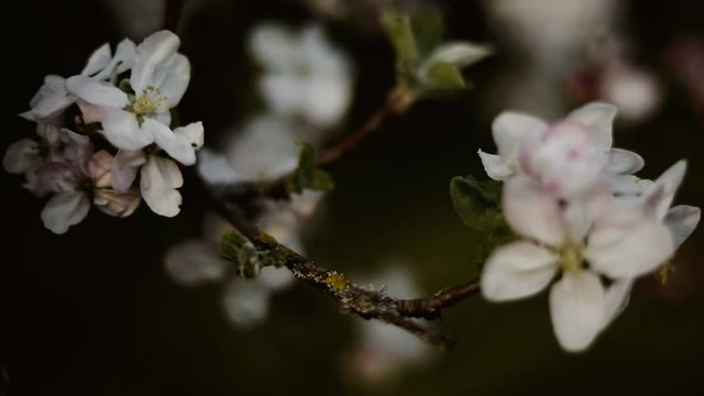 Apfelbl&uuml;te am Baum im Fr&uuml;hling