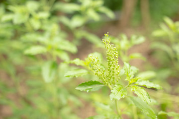 Ocimum tenuiflorum is both a food and a sensitive focus herb.