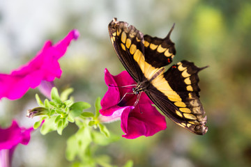 Papilio thoas butterfly sitting on the flower