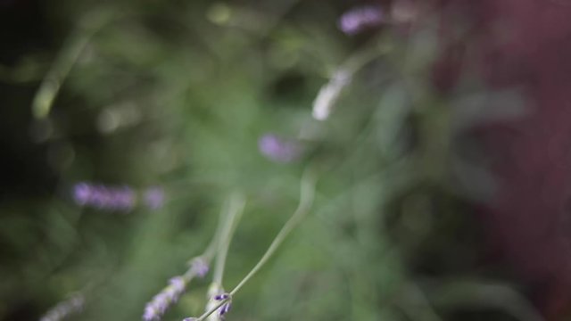 Nahaufnahme von Lavendel