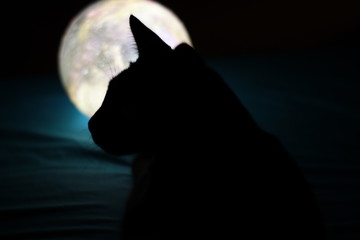 Silueta de gato con luna de fondo - obrazy, fototapety, plakaty