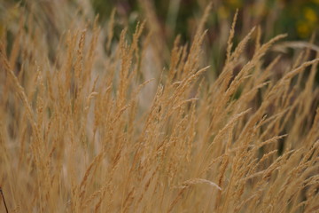 Plantas en tonos amarillos