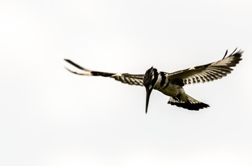 Fototapeta premium a pied-kingfisher hovering