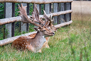 Damhirsche ( Dama dama ) 