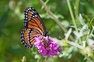 Fototapeta na wymiar viceroy butterfly 