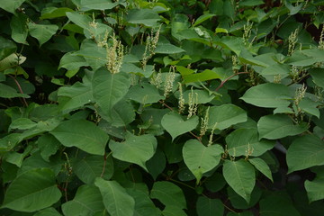 flowers of Asian knotweed, Fallopia japonica.shoots of Japanese Knotweed, Polygonum cuspidatum,...