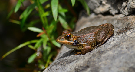 Small frog on a rock and sunbathing on the shore of the pond