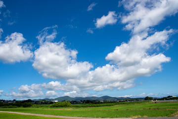 Obraz premium 白い雲と水田と田舎道の風景 鹿児島県出水平野