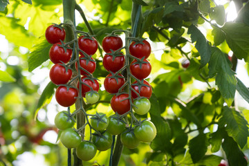 Beautiful red ripe cherry tomatoes