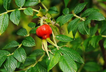 Dog-rose fruit