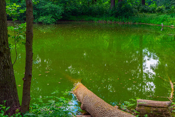 Obraz premium green water