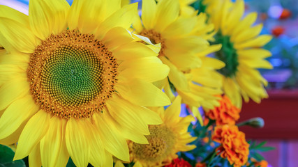 Fototapeta na wymiar Beautiful yellow sunflower flower on a colored background