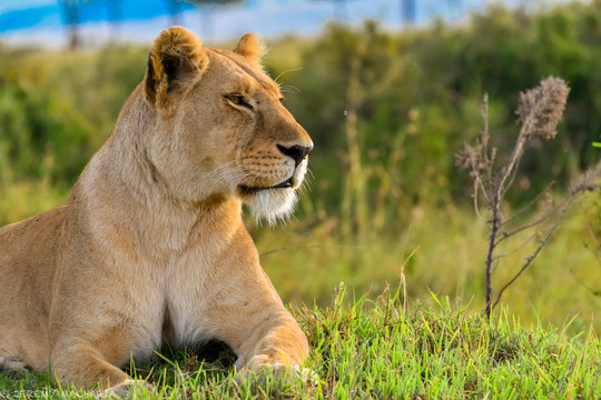 a bold lioness relaxing