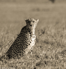 Fototapeta na wymiar a cheetah in the savannah