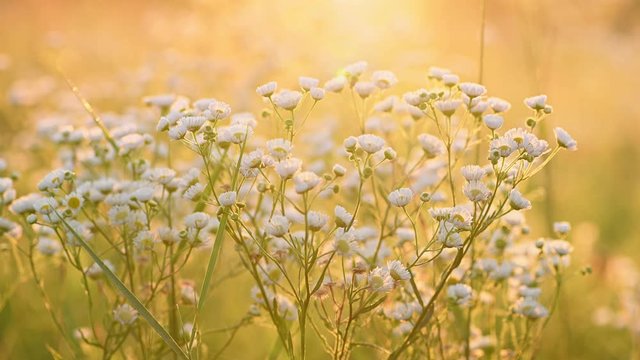 Daisy fleabane sunrise summer background