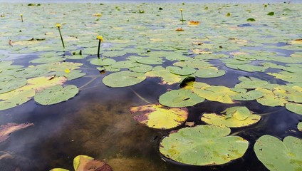 water lily in the pond