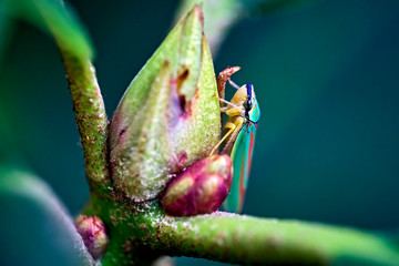 Rhododendronzikade ( Graphocephala fennahi , Syn.: Graphocephala coccinea ).