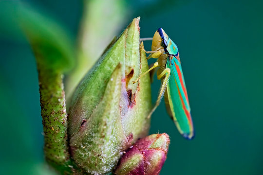 Rhododendronzikade ( Graphocephala fennahi , Syn.: Graphocephala coccinea ).