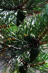 Obraz premium pine branch with large needles close-up natural background