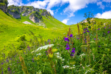 Beautiful green mountain landscape with flowers in Lago-Naki. Local travel. Green hills with dense forest, blue sky with clouds. Sheer brown cliffs. Alpine meadows