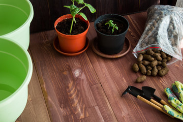 home gardening, home growing. Pots, gloves, tools on a wooden background. seedlings