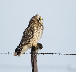 Owl, Short-eared Owl